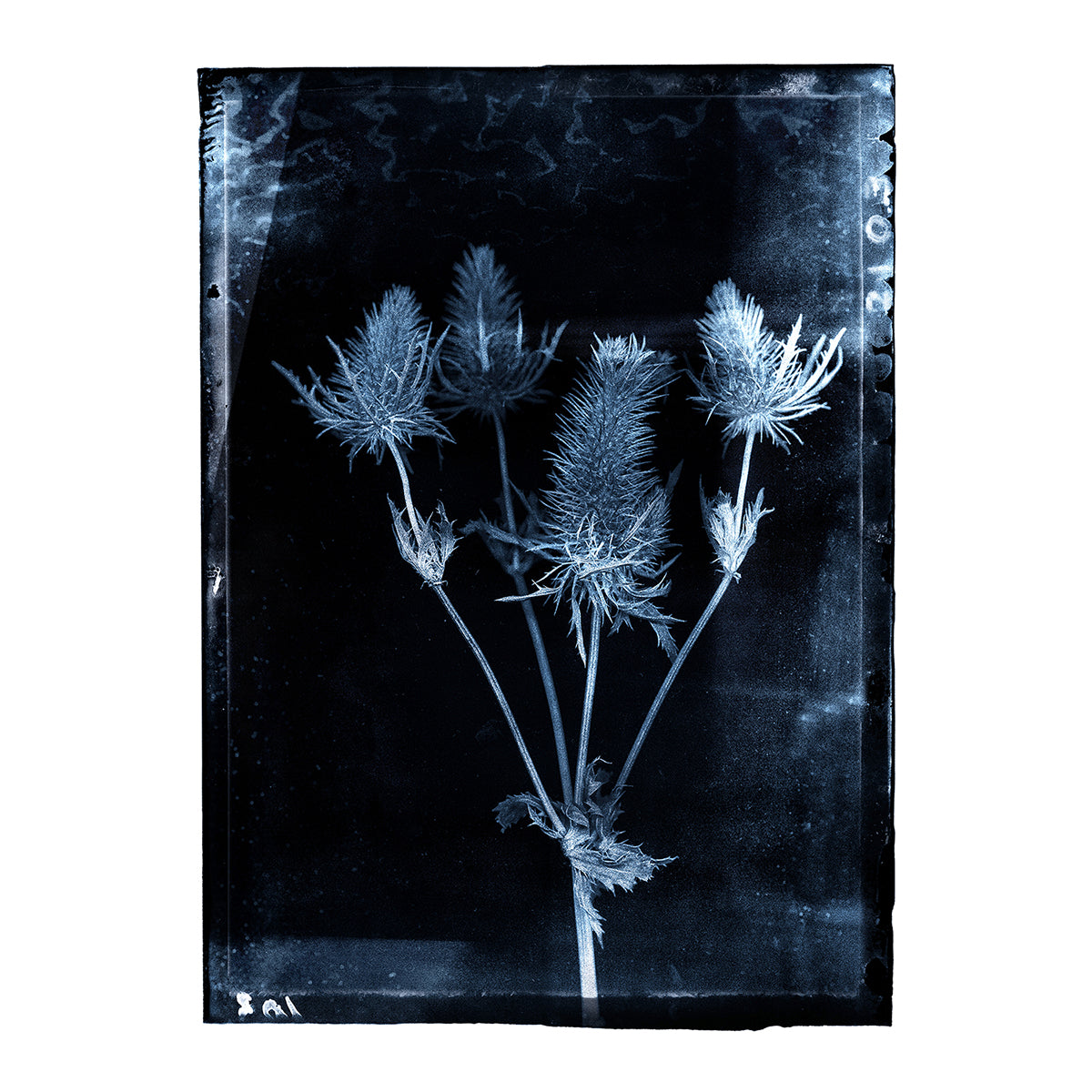 Blue Thistles