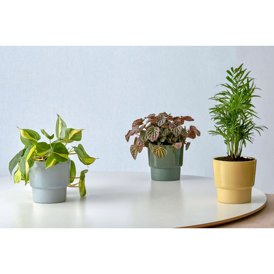 Medium Planter in Moss Green