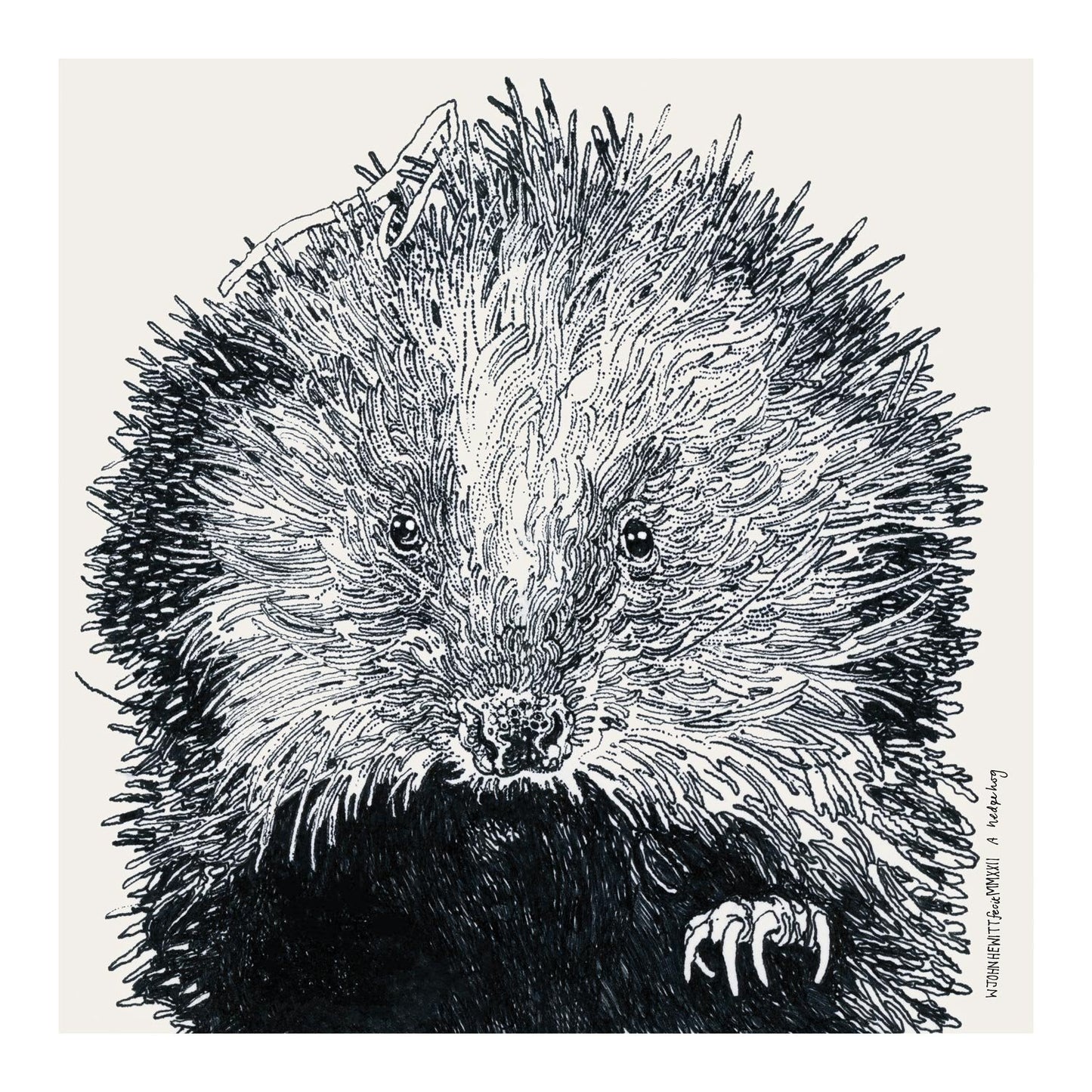 A Hedgehog