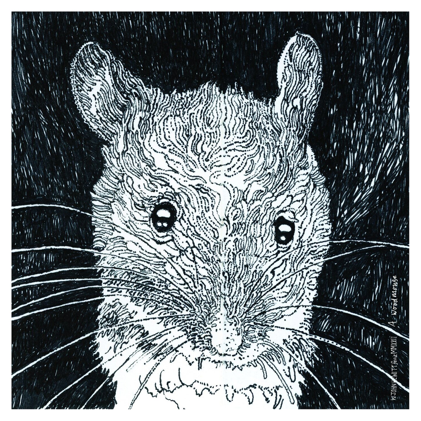A Wood Mouse