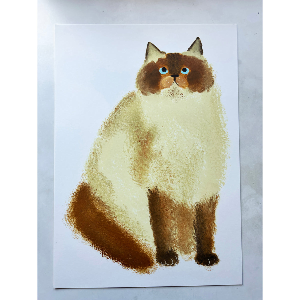 Ragdoll