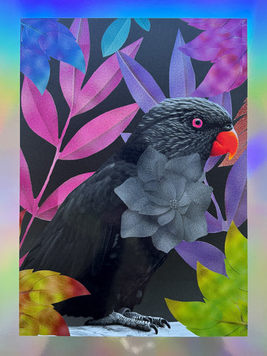 Black Parrot