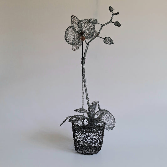 Potted Orchid