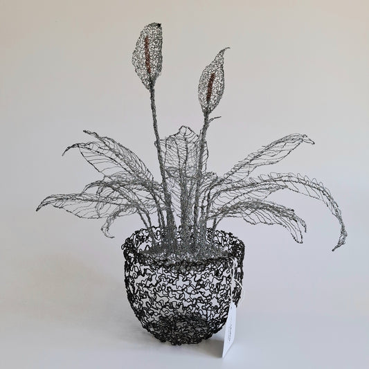 Potted Peace Lily