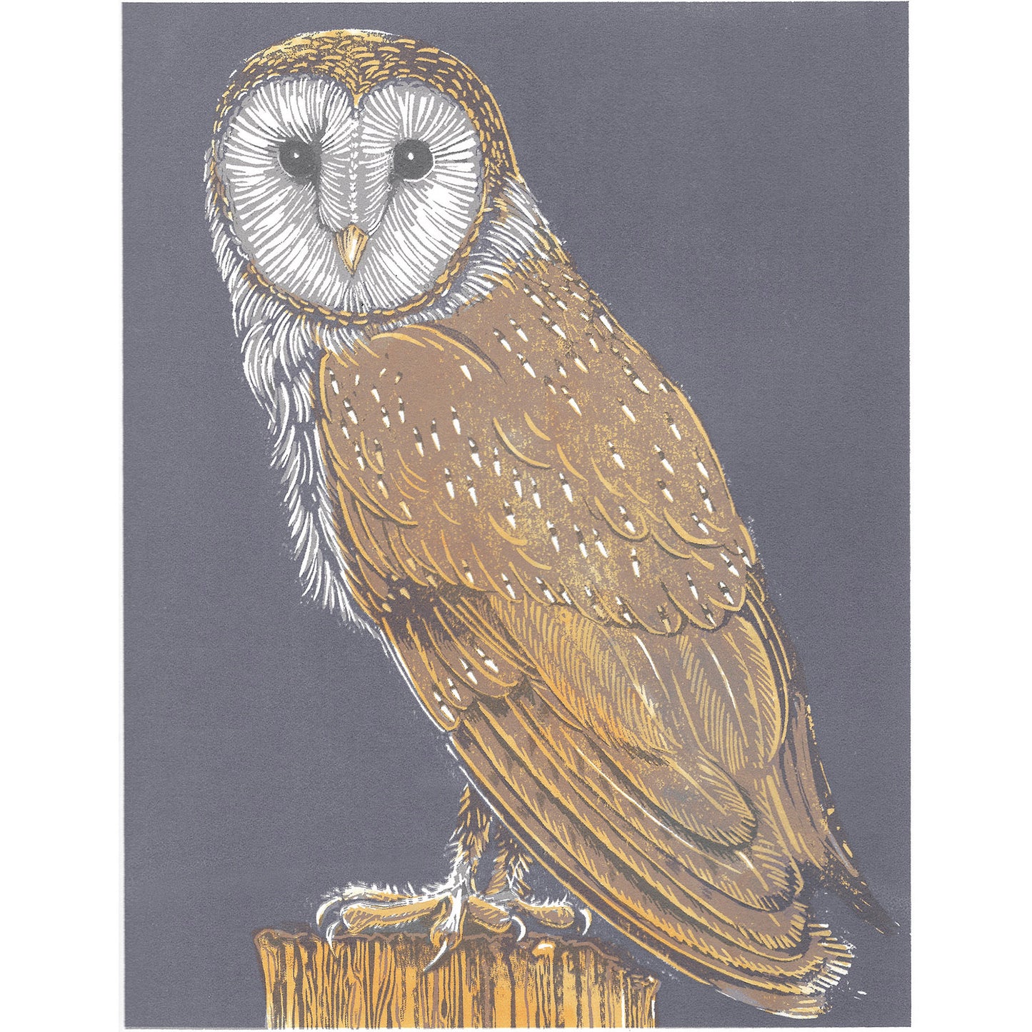 Barn Owl