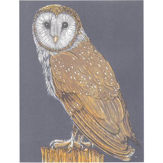 Barn Owl