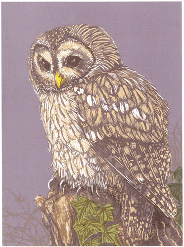 Tawny Owl