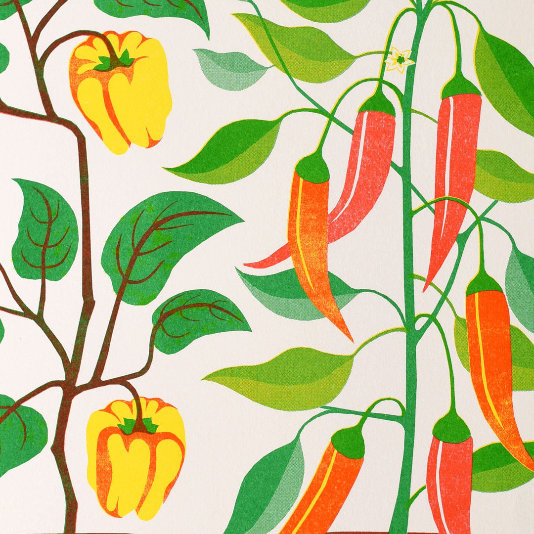 Chilli Peppers