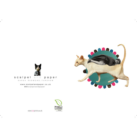 Constance Needed a Catnap Greeting Card