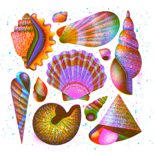 Shells Print