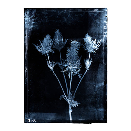 Blue Thistles