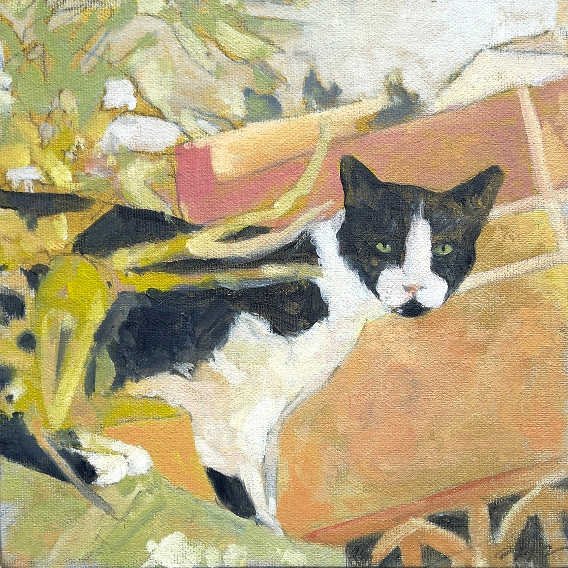 Street Cat, Medina, Marrakech