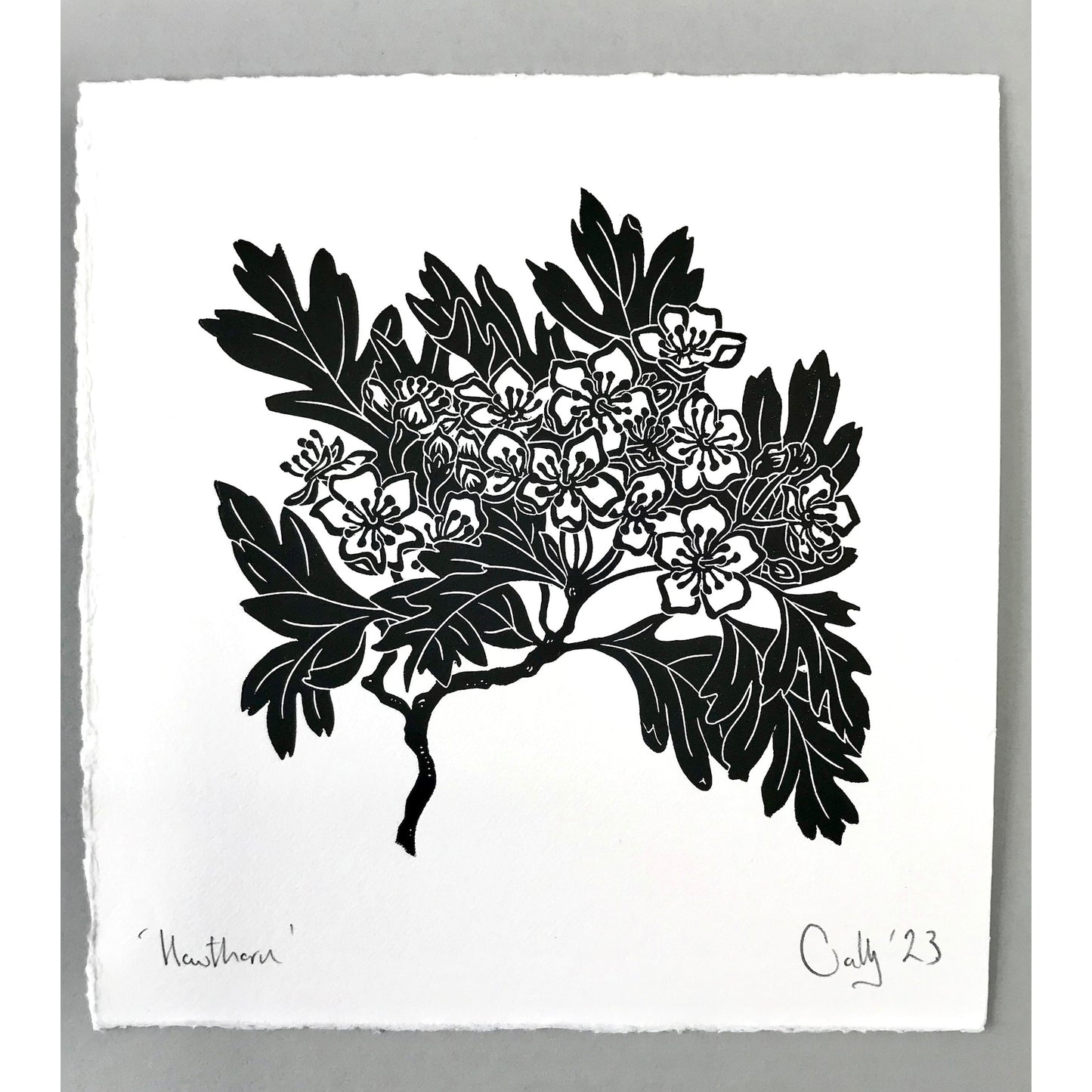 Hawthorn Print