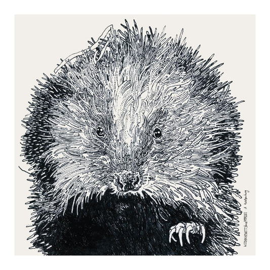A Hedgehog