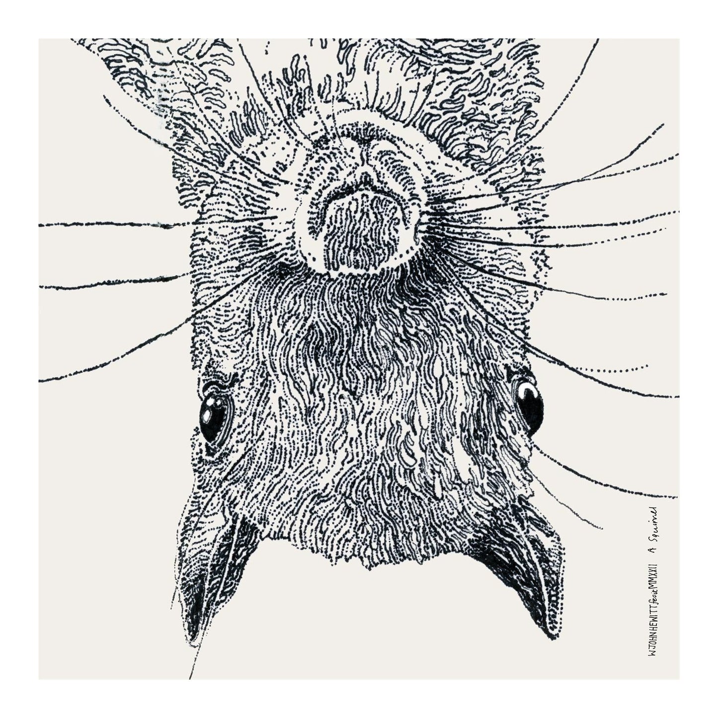 A  Squirrel