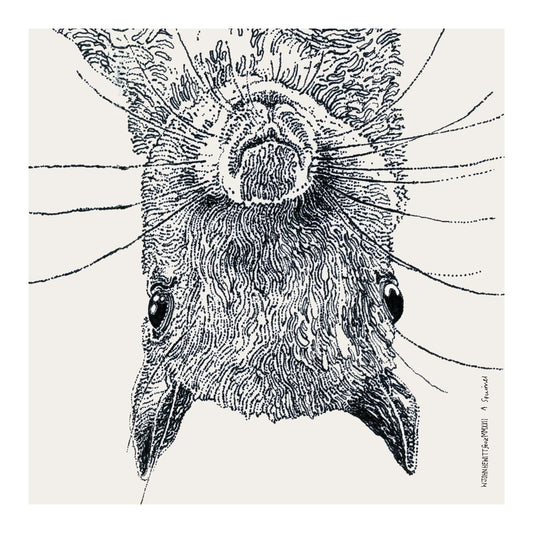 A  Squirrel