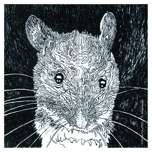 A Wood Mouse