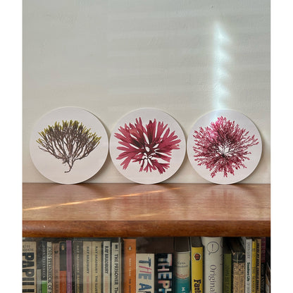 Seaweed Print Mantelpiece Card Set