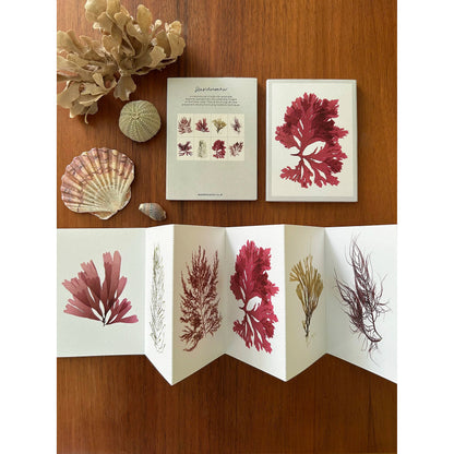 Seaweed Design Mini Postcard Set
