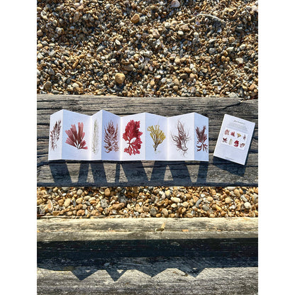 Seaweed Design Mini Postcard Set