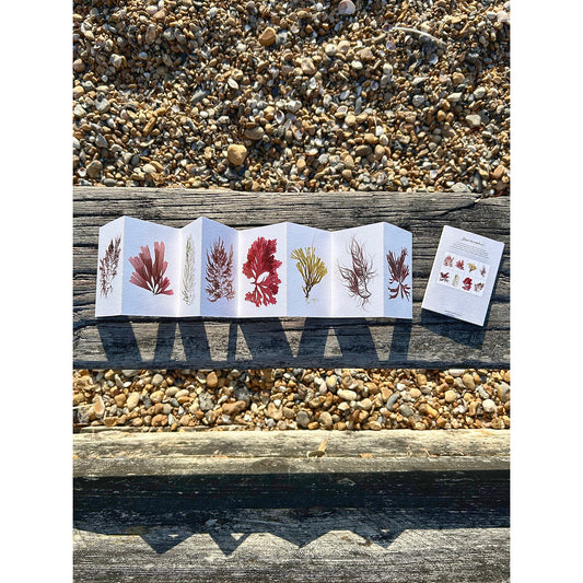 Seaweed Design Mini Postcard Set