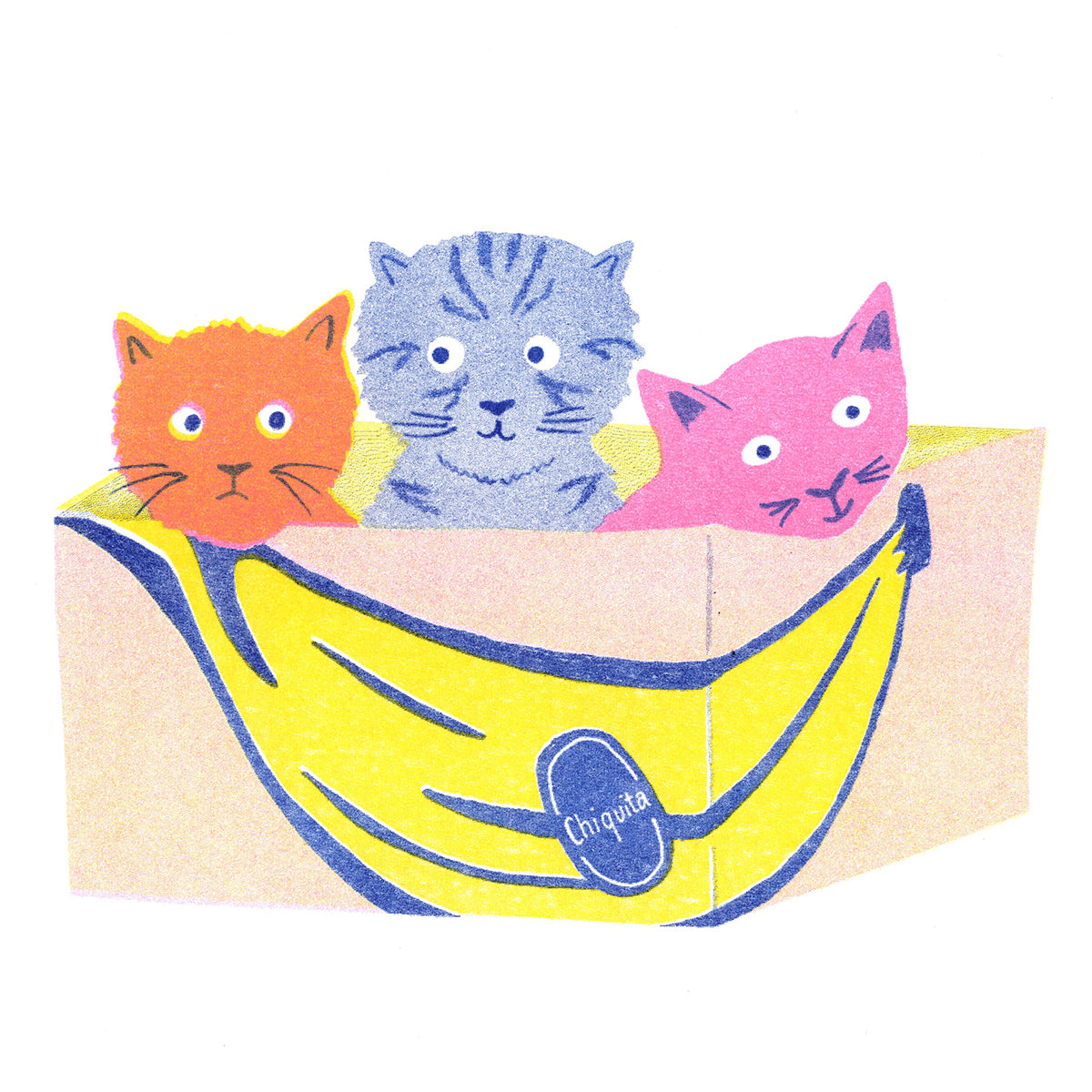 Cats in Boxes