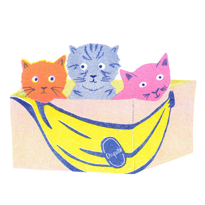 Cats in Boxes