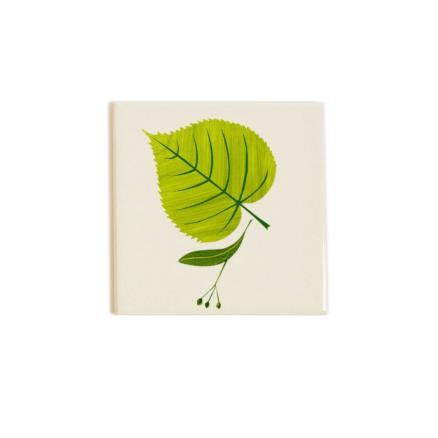 Lime Coaster