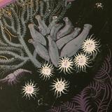 MAMERA I - Deep Sleeping Mermaids