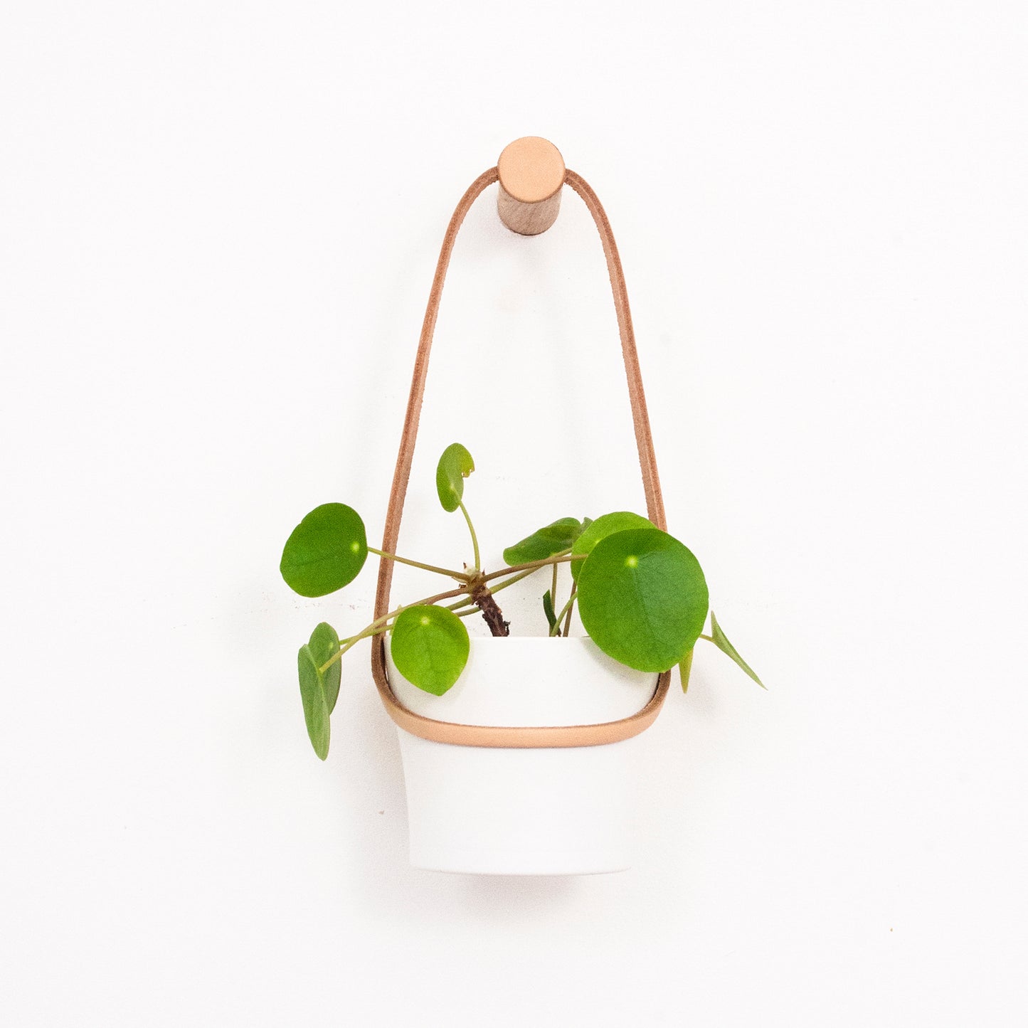 Small Peg Wall Planter with White Pot