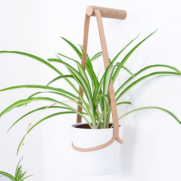 Medium Plant Wall Hanger with White Pot