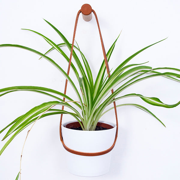 Medium Plant Wall Hanger with White Pot