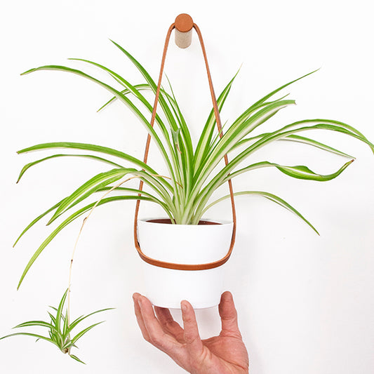 Medium Plant Wall Hanger with White Pot